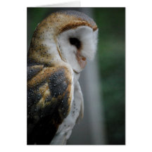 Barn Owl Card