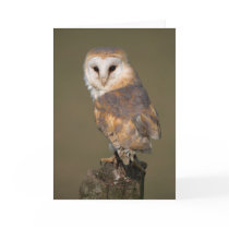 Barn Owl Card by cARTerART