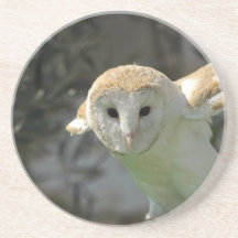 Barn Owl Coasters