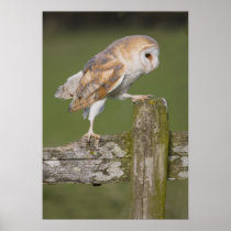 Barn Owl going for a stroll