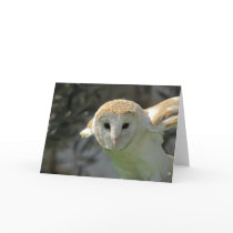 Barn Owl Greeting Card