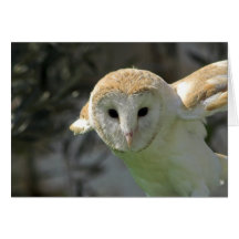 Barn Owl Greeting Card