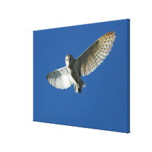 Barn Owl in Daytime Flight Gallery Wrapped Canvas