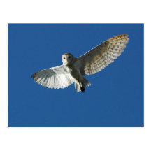 Barn Owl in Daytime Flight Post Card