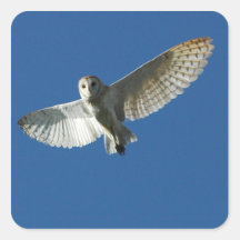 Barn Owl in Daytime Flight Square Stickers