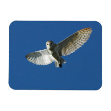 Barn Owl in Daytime Flight Vinyl Magnets