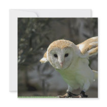 Barn Owl Invitation