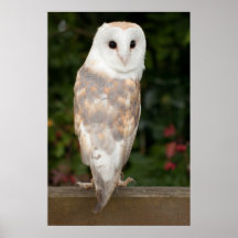 Barn owl looking over the shoulder print