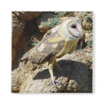 Barn Owl Fridge Magnets