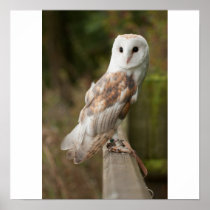 Barn Owl on a fence Print