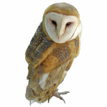 Barn Owl - Ornament Cut Out