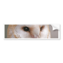 Barn Owl Portrait Bumper Stickers