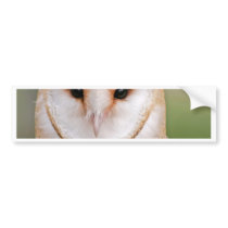 Barn Owl Portrait Bumper Stickers