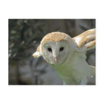 Barn Owl Postcard
