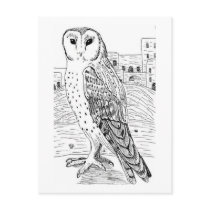 Barn Owl