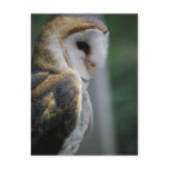 Barn Owl Postcard