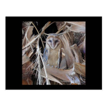 Barn Owl Postcards