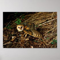 Barn Owl Posters