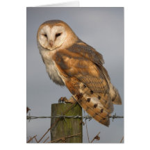 Barn Owl Slightly Ruffled Greeting Card