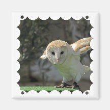 Barn Owl Square Magnet 