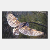 Barn Owl Sticker
