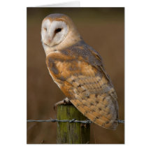 Barn Owl (Tyto alba). Card