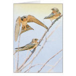 Barn Swallow Family cards