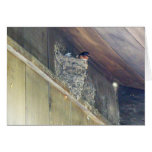 Barn Swallow Series Card