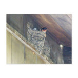 Barn Swallow Series Postcards