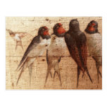 Barn Swallows Post Card