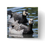 Barnacle Duet Pinback Button