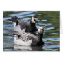 Barnacle Duet Card