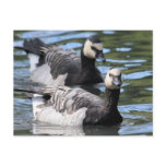 Barnacle Duet Postcards