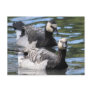 Barnacle Duet Postcards