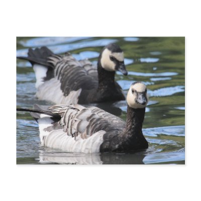 Barnacle Duet Postcards by Welshpixels