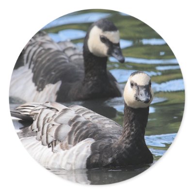 Barnacle Duet Round Stickers by Welshpixels