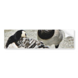 Barnacle Geese Bumper Sticker