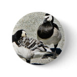 Barnacle Geese Pins
