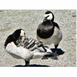 Barnacle Geese Acrylic Cut Out