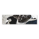 Barnacle Goose Animal Bumper Stickers