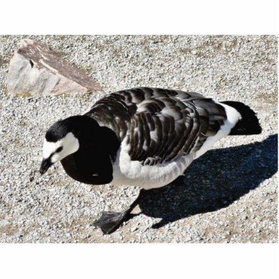 Barnacle Goose Animal Photo Cutout by lifesphere