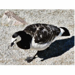 Barnacle Goose Animal Photo Cutout