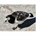 Barnacle Goose Animal photo sculptures