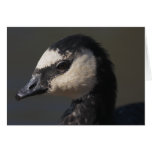 Barnacle Goose