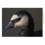 Barnacle Goose
