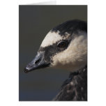 Barnacle Goose