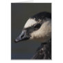 Barnacle Goose