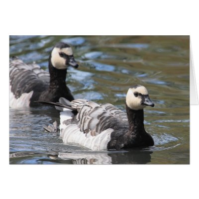 Barnacle Goose Card by Welshpixels
