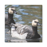 Barnacle Goose magnets