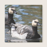 Barnacle Goose magnets